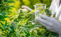 Tilray's Stock Surge Off a 'Surprise' Profit: What They're Not Telling You